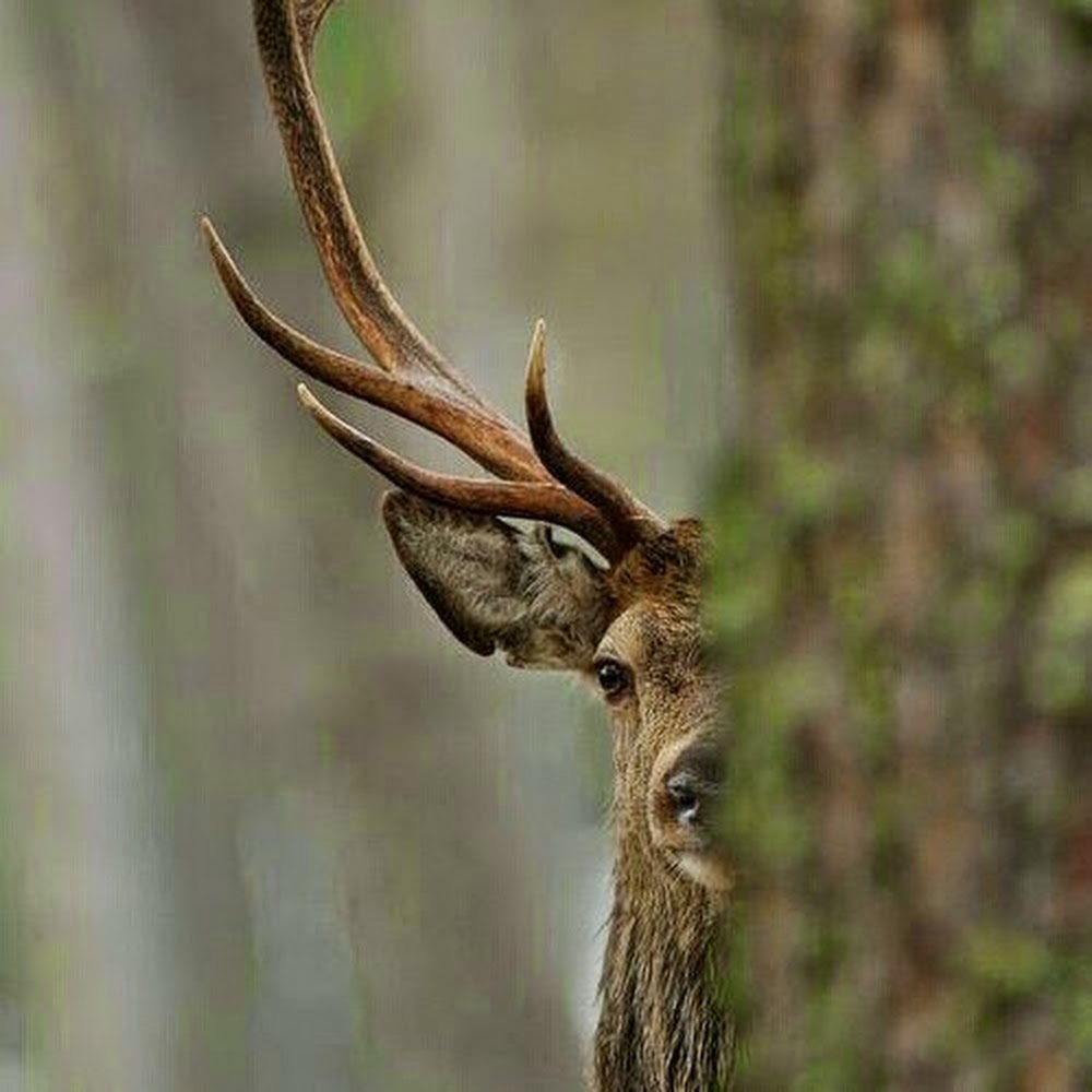 Meet your Posher, King